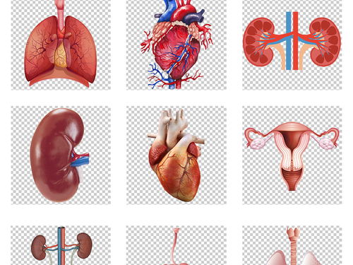 人体内脏器官医疗知识海报设计png素材图片 psd模板下载 219.47MB 其他大全 生活工作 