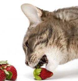 猫能吃草莓吗 奇奇怪怪的知识又增加了