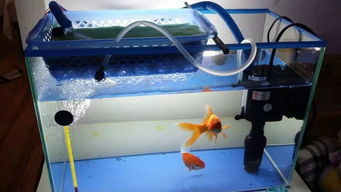 鱼缸过滤系统的清洗与消毒