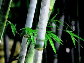 竹子浇醋水行吗？