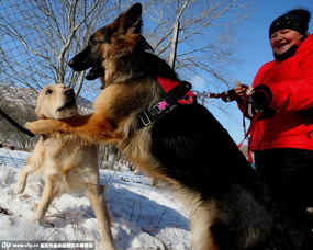 俄罗斯举行狗狗趣味比赛 萌犬雪地比技能拼表情