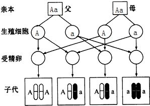 当今生物学研究的热点之一是细胞分化.下列关于细胞分化的叙述.正确的是 A.细胞分化后细胞内的遗传物质发生改变B.分化的细胞不再进行细胞的分裂和生长C.细胞分化是形成不同组织的根本原因 