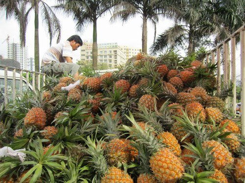 海南菠萝价格开始 水涨船高 