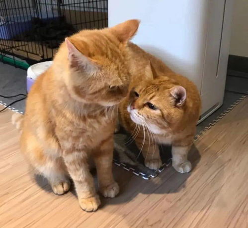 千万别把两只橘猫放一起养,因为肥橘的胖真的会传染