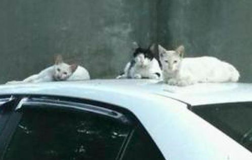 网友开车回家,却发现几只猫在车顶上睡觉,看样子车是开不成了 