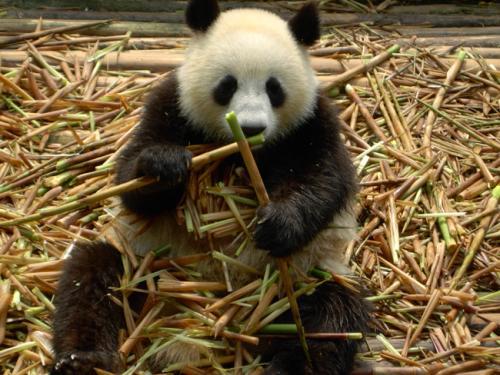 大熊猫喜欢吃什么东西 