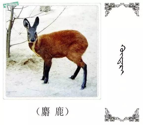 这些哺乳动物的蒙古语名称是什么你知道吗 