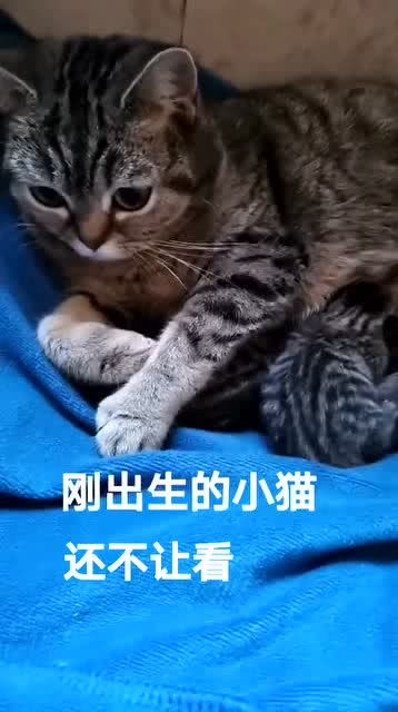 出生没多久的小猫,猫妈妈竟然还不让看,妹子只能强行夺走 