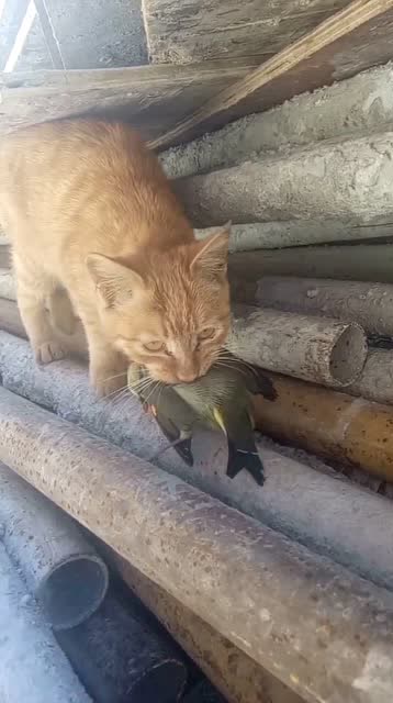 猫 这是我抓的麻雀,才不给你吃 