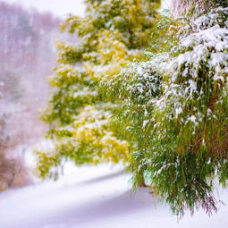 湖心亭看雪思想感情