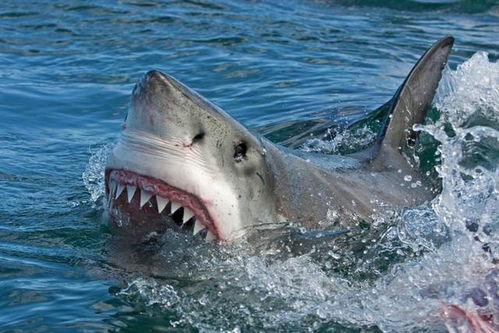 是个狠人 澳洲女子被鲨鱼咬伤,仍高呼 我爱鲨鱼,鲨鱼真好看