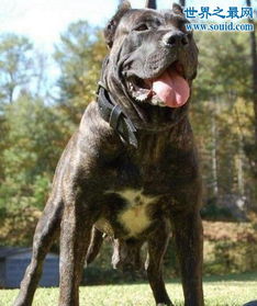世界最凶猛的猎犬排行,猛犬霸主 中国藏獒 5 