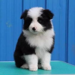 图 广州哪里有卖牧羊犬 正规犬舍守边牧健康纯种听话疫苗做齐 广州宠物狗 