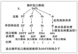 下图表示小麦的三个品系的部分染色体及基因组成 Ⅰ.Ⅱ表示染色体.D为矮杆基因.T为抗白粉病基因.R为抗矮黄病基因.均为显性.d为高杆基因.乙品系是通过基因工程获得的品系 