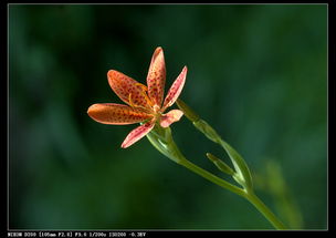 试拍 射干花