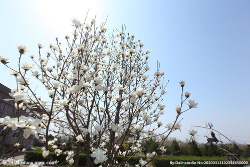 玉兰花树图片 