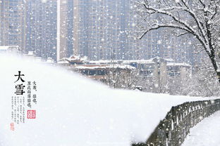 大雪丨万物无华 雪压梅花 