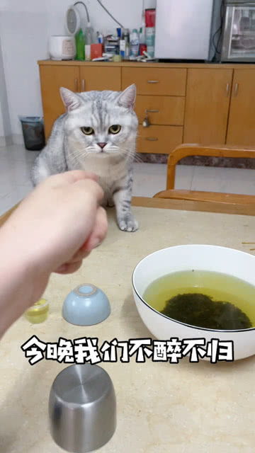广东猫咪也要喝凉茶的 
