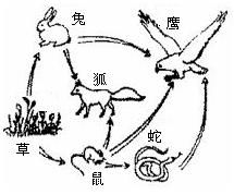 有毒物质在生态系统中会通过食物链不断积累.同一食物链中下列哪种生物体内积累的有毒物质最多 A.微小的水生植物B.小鱼C.大鱼D.人 精英家教网 