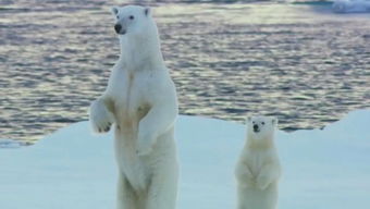 北极熊,你为什么不吃企鹅