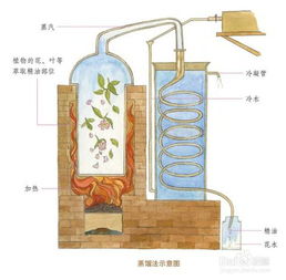 精油是怎么萃取出来的