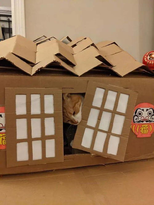 铲屎官用纸箱给猫咪做了个房子,不知道能撑多久 