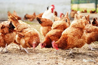 禁养松口 需求拉动,近7成养户表示上半年养鸡赚得比去年多