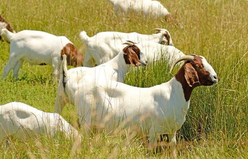 掌握山羊的行为习性及饲养管理技术