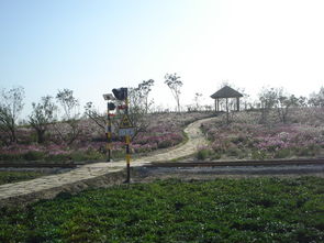 天津西青郊野公园开门时间(郊野公园停车场免费吗多少钱)