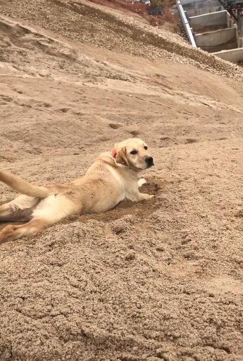 狗狗在沙子上挪动,误以为狗子瘫痪,结果惹人大笑