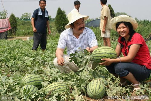 西瓜能重茬种植吗 怎样重茬种植 专家教你如何高产栽培