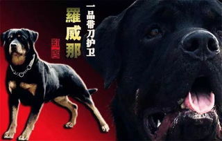 各类猛犬图文赏析 