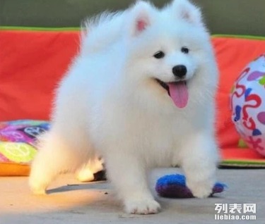 纯种萨摩耶幼犬澳版萨摩耶狗狗幼崽白色中型家庭犬狗