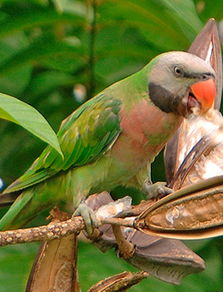 大绯胸鹦鹉价格和样子特点 大绯胸鹦鹉怎么养吃什么和叫声寿命 爱宠网 