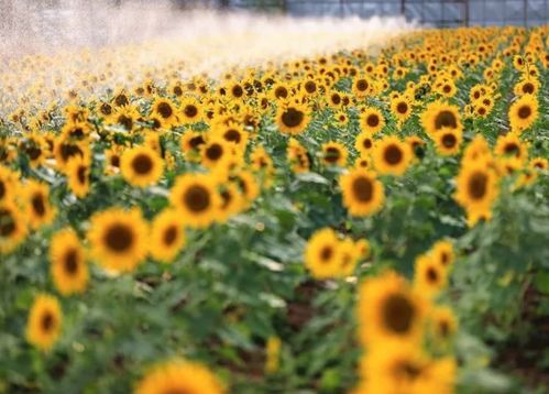 10月6日 九月初一,十二生肖运势与注意事项