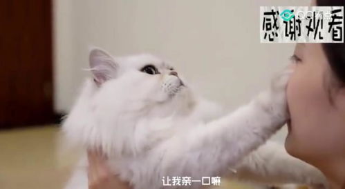 猫咪用肉垫告诉你 本喵拒绝亲亲 