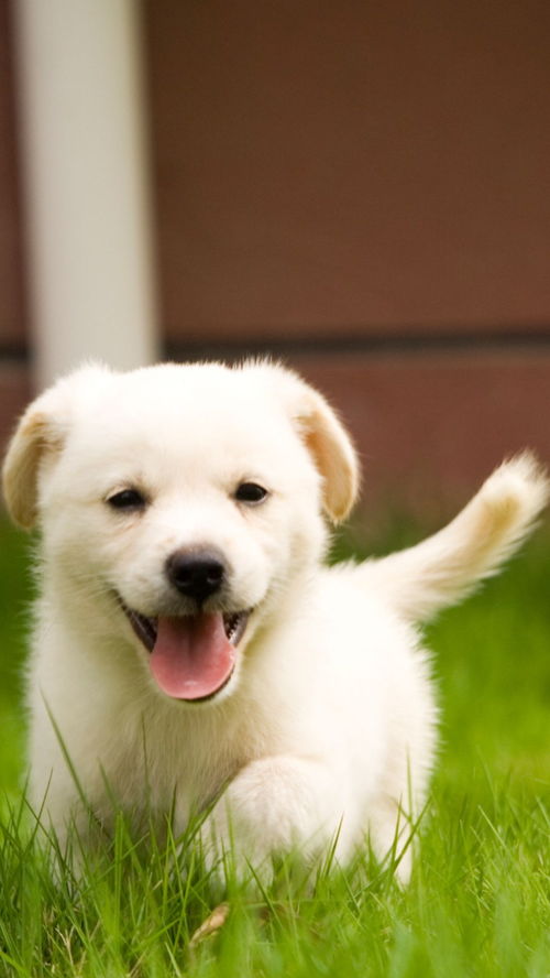 图 优质宠物狗繁殖基地长期出售宠物幼犬 保证品质健康 资阳宠物狗 资阳列表网 