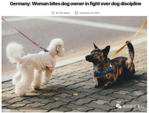 两铲屎官因狗狗教育问题争吵打斗,而狗子,在旁看起了热闹