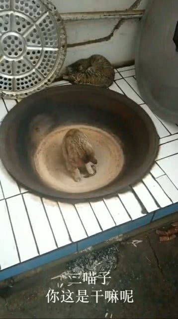 不都是铁锅炖鱼么,咋成了铁锅炖猫了 竟然还想洗热水澡 