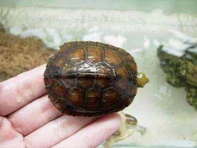小乌龟营养不良症状？