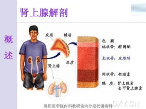 慢性原发性 肾上腺 皮质功能减退症的诊断 鉴别 