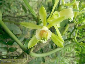 椰子花(椰子花糖是天然代糖吗)