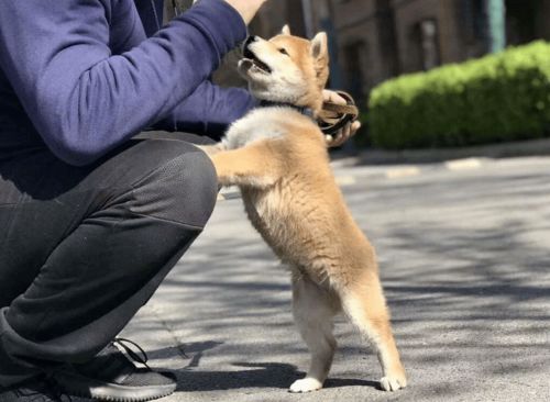 狗狗为什么总是 扑人 背后是有原因的