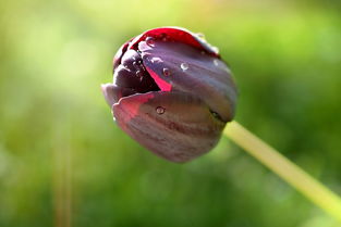 雨残花枝，细雨中的温柔印记，雨季残花