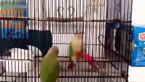 这两只小鸟配合得也太好了,成功从笼子里跑了出来,该换笼子了 