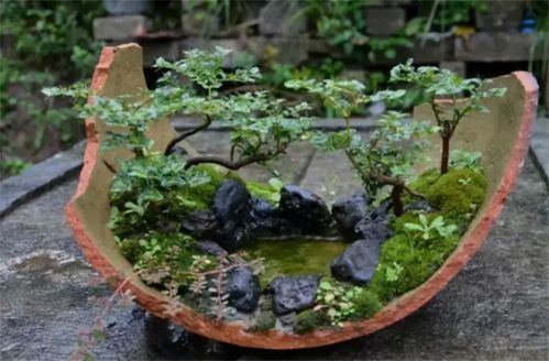 老式水缸能养什么植物 水里的,土里的,破成一片也能种出盆景来