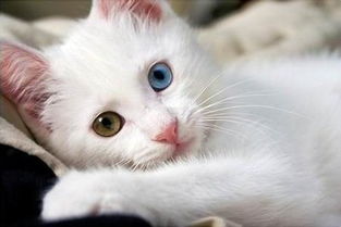 英国研究确认家猫能传染肺结核 