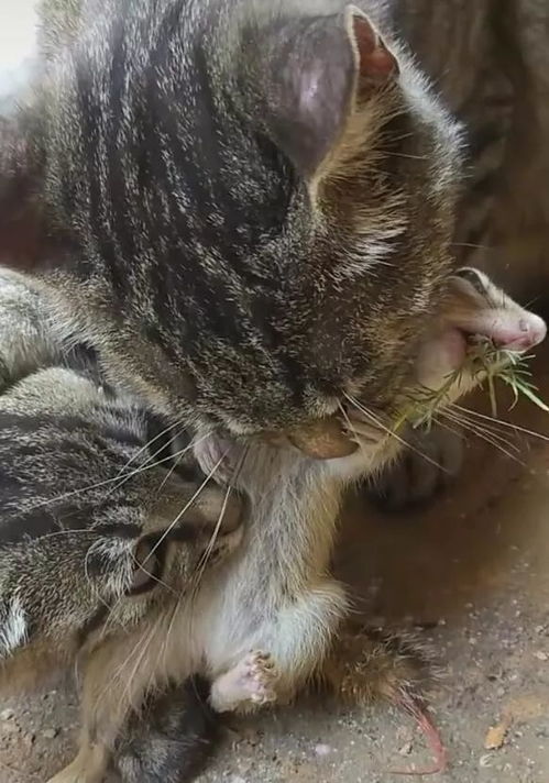 老鼠架子怎么弄好看(鼬鼠夹的正确做法)(老鼠夹子怎么安装图解)