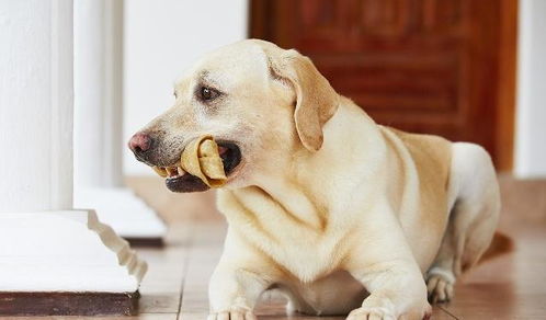 拉布拉多犬有很多坏毛病 但它的这些优点却让它特别受欢迎 