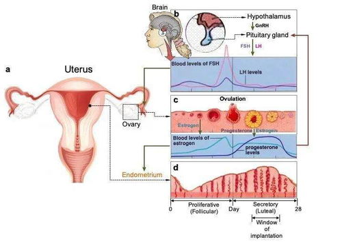Nat Med 用单细胞像素描绘女性月经周期